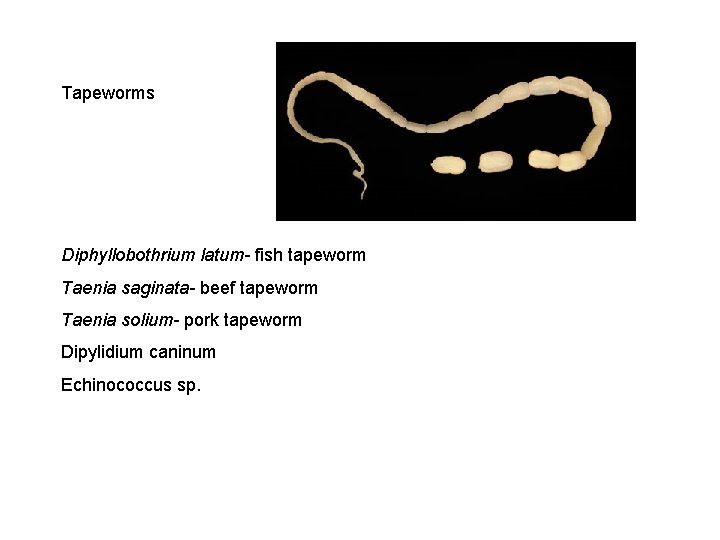 Tapeworms Diphyllobothrium latum- fish tapeworm Taenia saginata- beef tapeworm Taenia solium- pork tapeworm Dipylidium