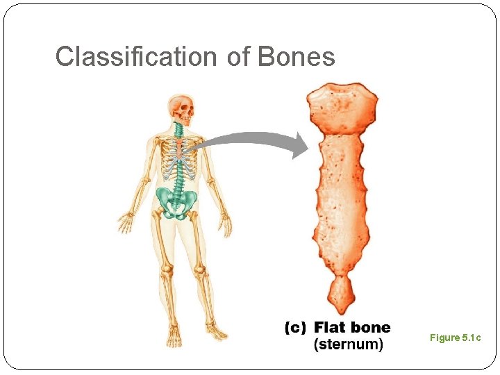 Classification of Bones Figure 5. 1 c 