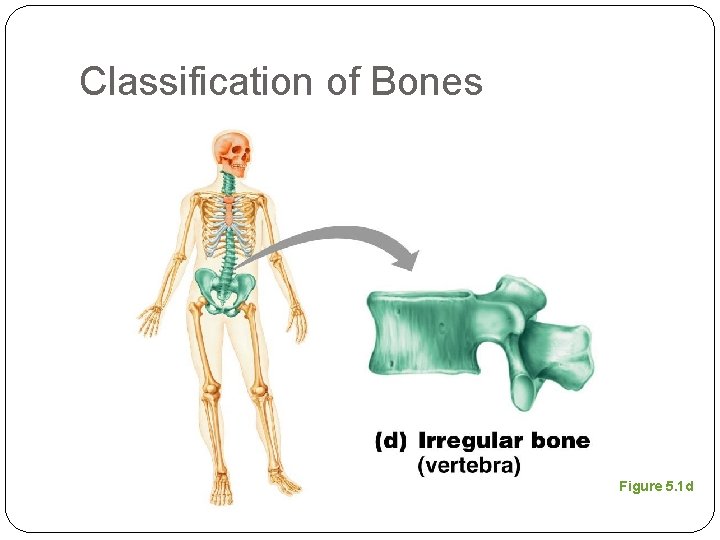 Classification of Bones Figure 5. 1 d 