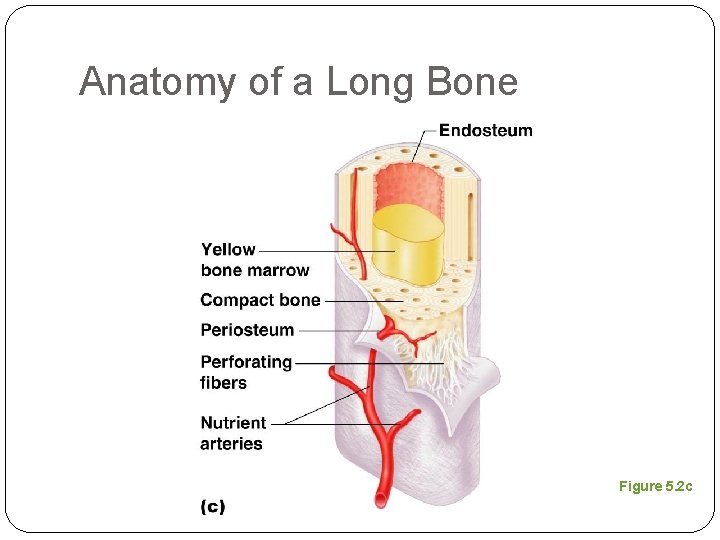 Anatomy of a Long Bone Figure 5. 2 c 