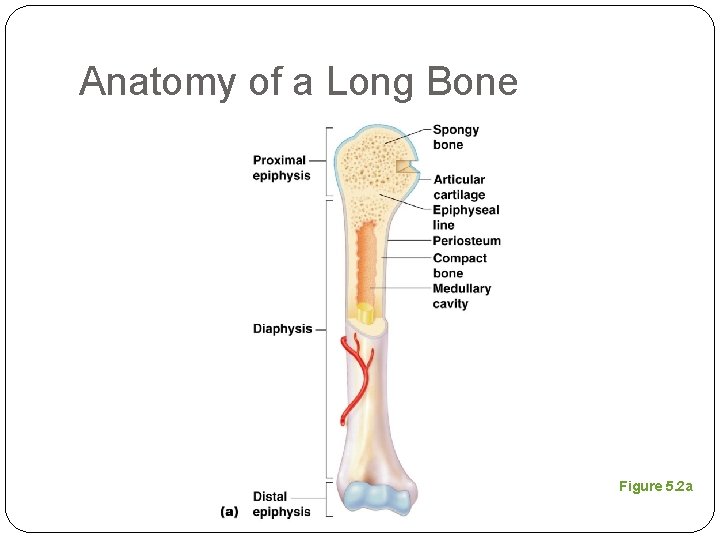 Anatomy of a Long Bone Figure 5. 2 a 