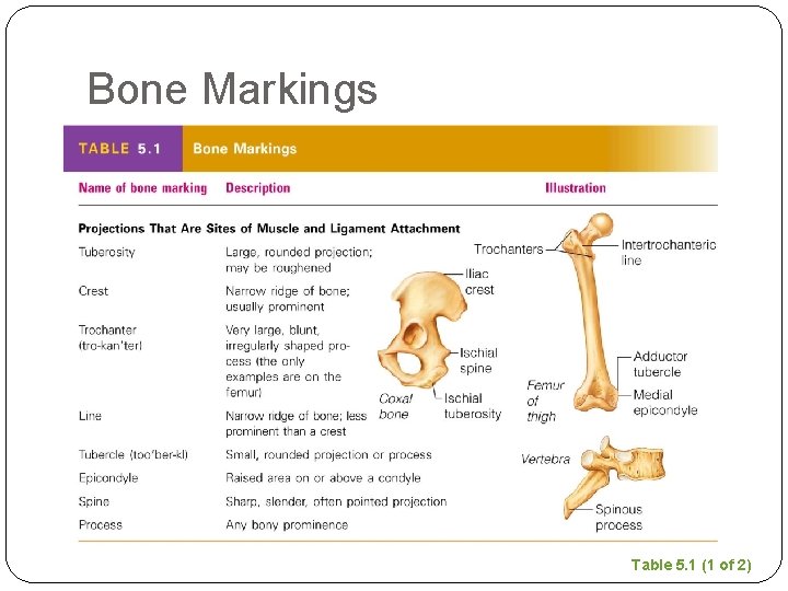Bone Markings Table 5. 1 (1 of 2) 