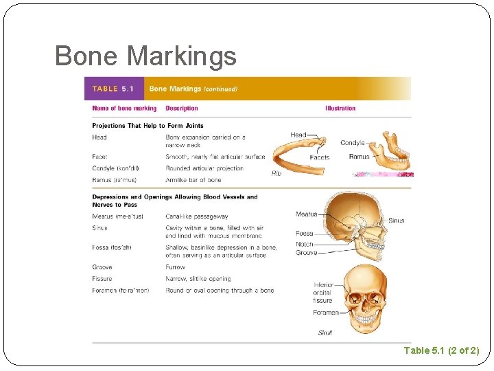 Bone Markings Table 5. 1 (2 of 2) 