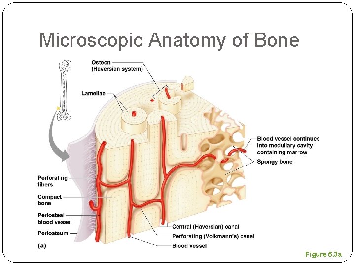 Microscopic Anatomy of Bone Figure 5. 3 a 