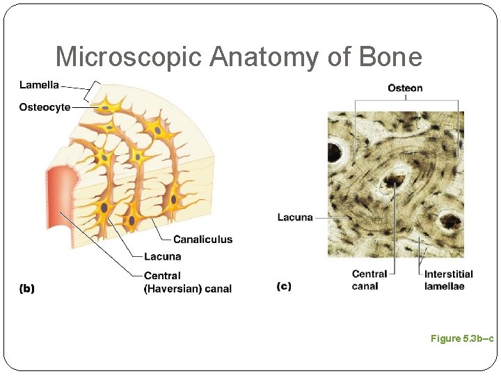 Microscopic Anatomy of Bone Figure 5. 3 b–c 