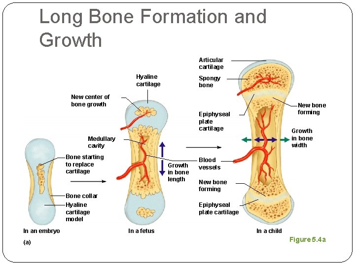 Long Bone Formation and Growth Articular cartilage Hyaline cartilage Spongy bone New center of