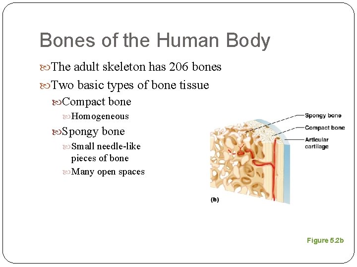 Bones of the Human Body The adult skeleton has 206 bones Two basic types