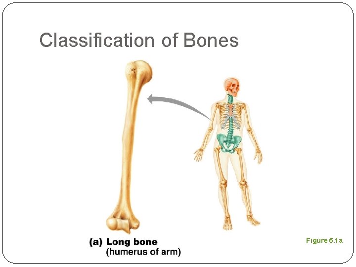 Classification of Bones Figure 5. 1 a 