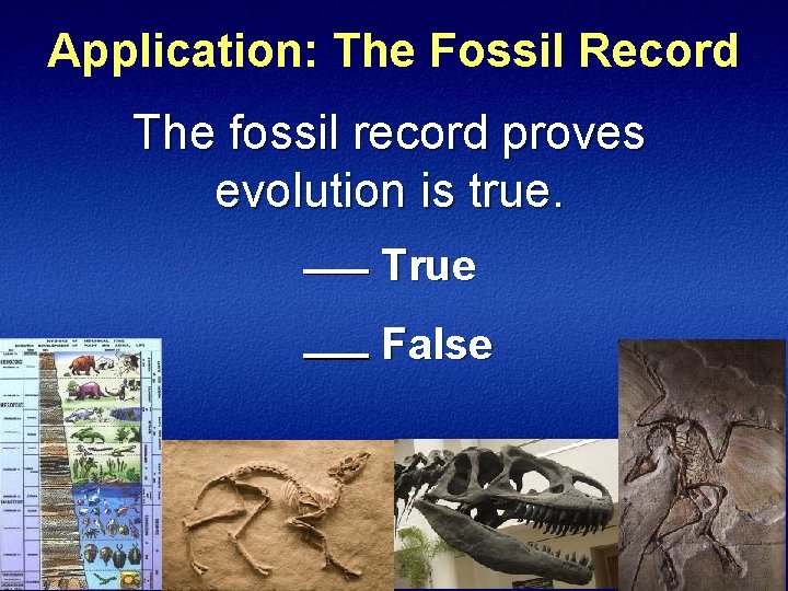 Application: The Fossil Record The fossil record proves evolution is true. True False 