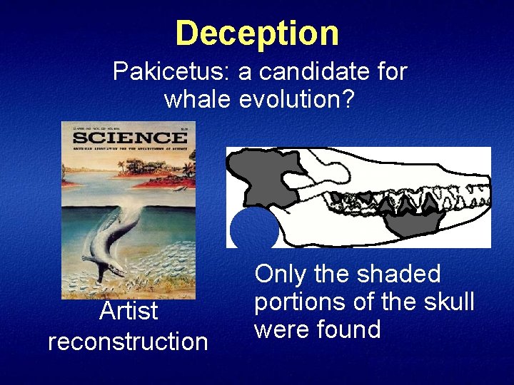 Deception Pakicetus: a candidate for whale evolution? Artist reconstruction Only the shaded portions of