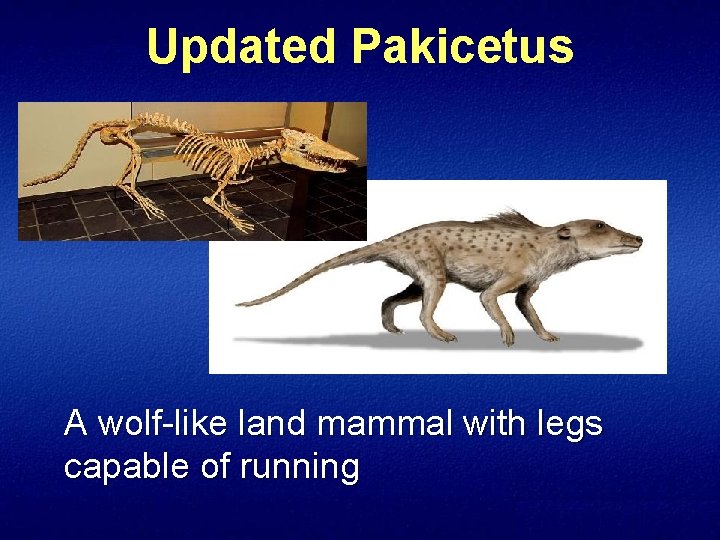 Updated Pakicetus A wolf-like land mammal with legs capable of running 