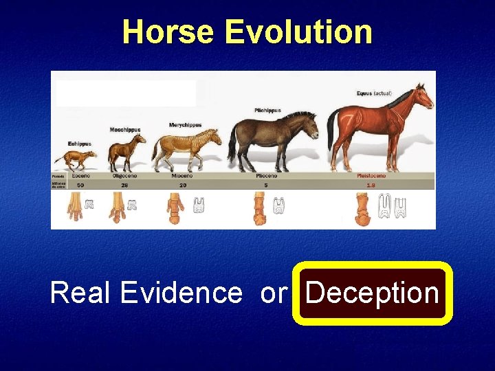 Horse Evolution Real Evidence or Deception 