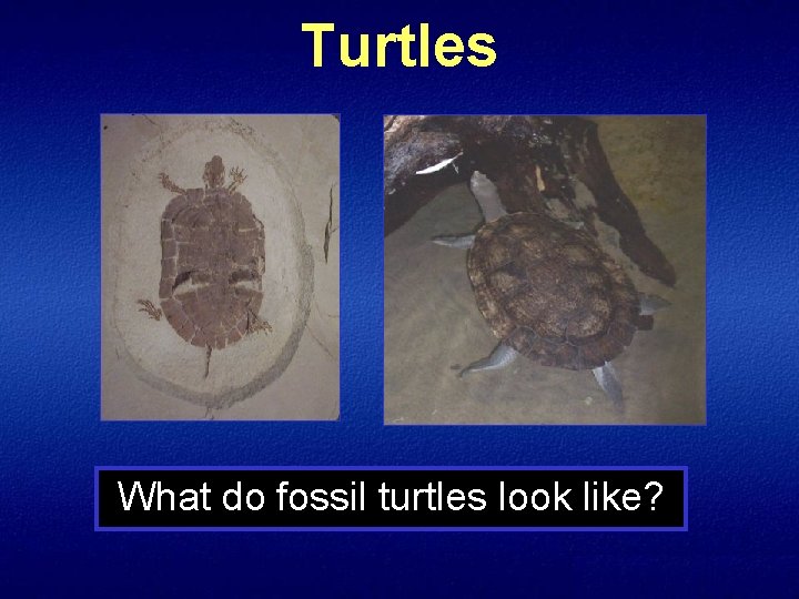 Turtles What do fossil turtles look like? 