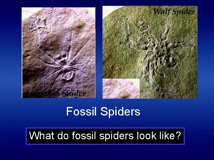 Fossil Spiders What do fossil spiders look like? 