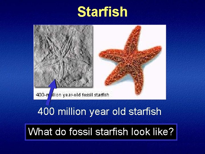 Starfish 400 million year old starfish What do fossil starfish look like? 