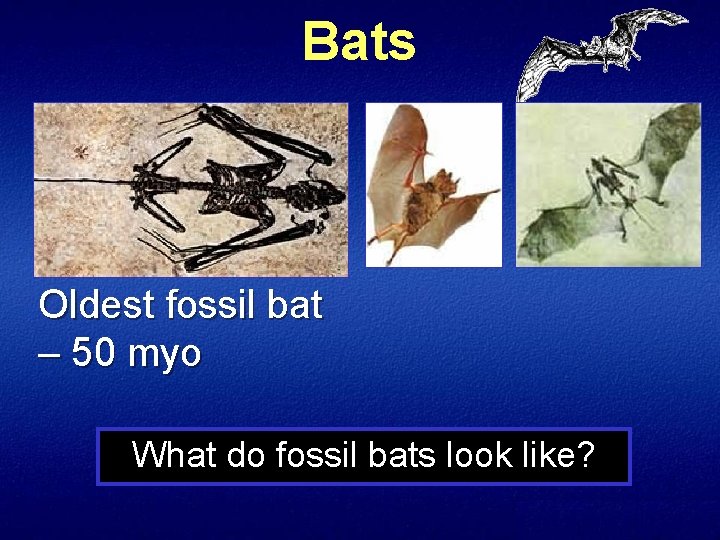 Bats Oldest fossil bat – 50 myo What do fossil bats look like? 