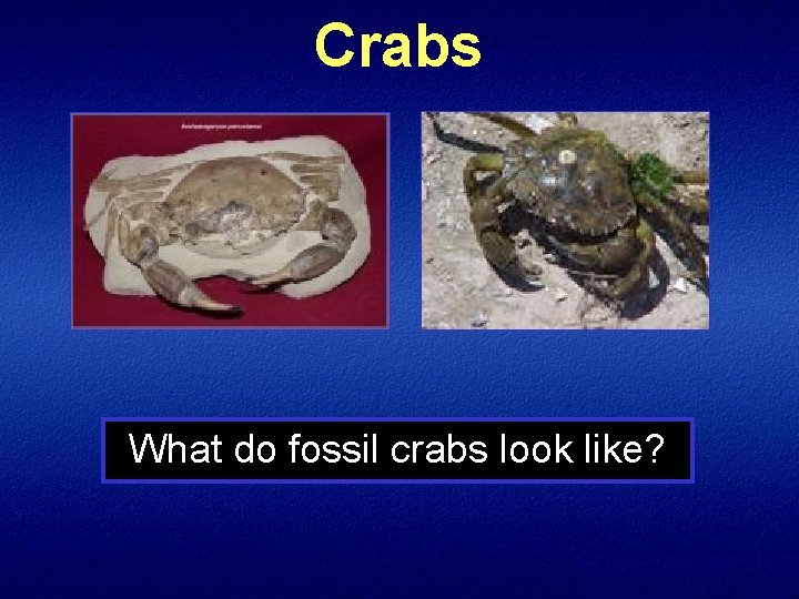 Crabs What do fossil crabs look like? 