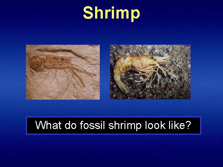 Shrimp What do fossil shrimp look like? 