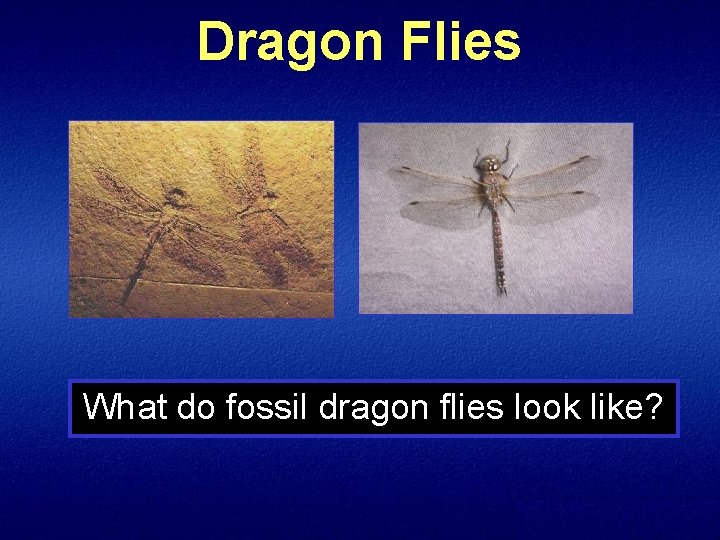 Dragon Flies What do fossil dragon flies look like? 