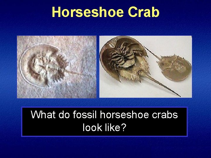 Horseshoe Crab What do fossil horseshoe crabs look like? 