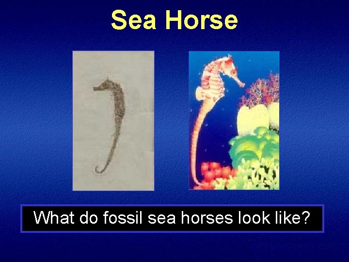 Sea Horse What do fossil sea horses look like? 