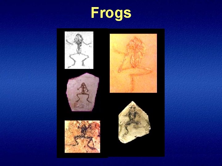Frogs 