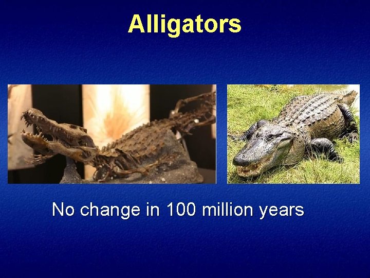Alligators No change in 100 million years 