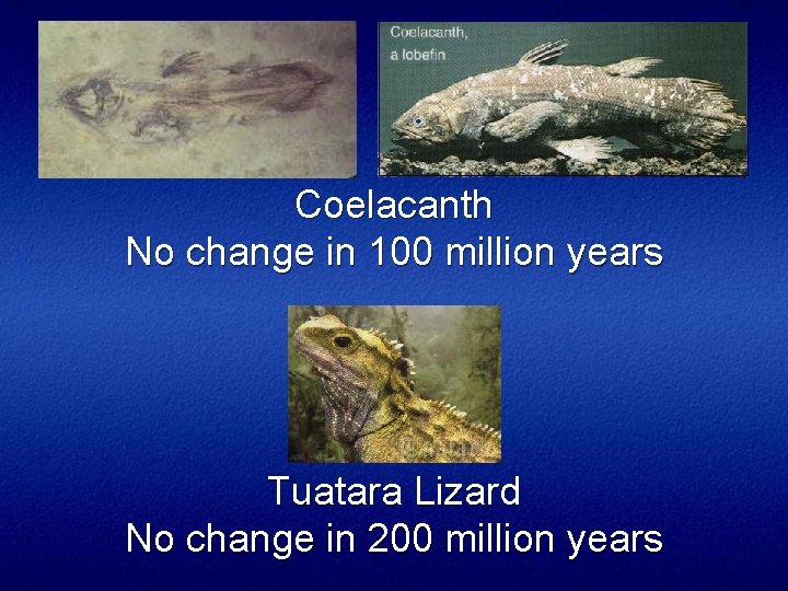 Coelacanth No change in 100 million years Tuatara Lizard No change in 200 million
