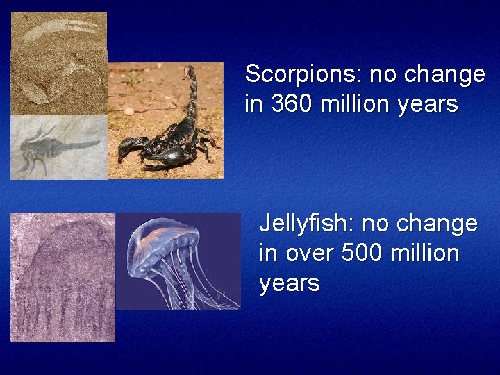 Scorpions: no change in 360 million years Jellyfish: no change in over 500 million