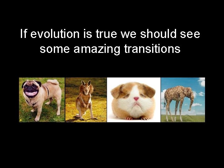 If evolution is true we should see some amazing transitions 