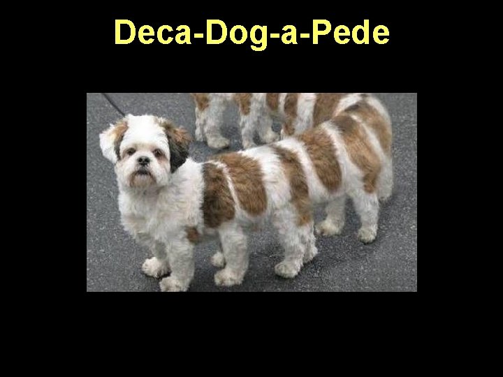 Deca-Dog-a-Pede 