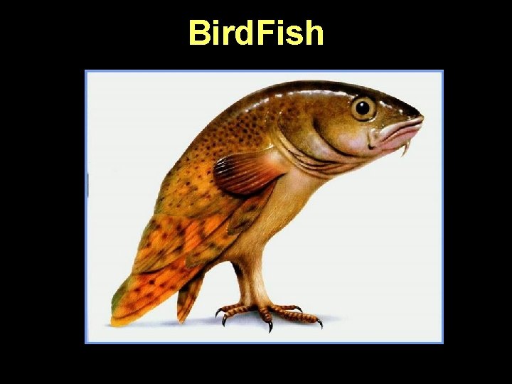 Bird. Fish 