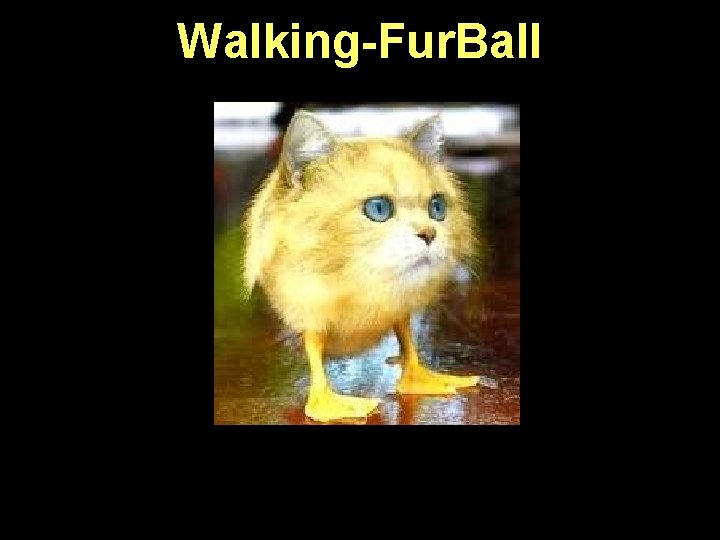 Walking-Fur. Ball 