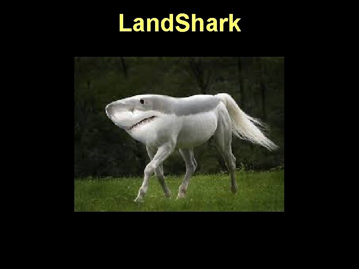 Land. Shark 