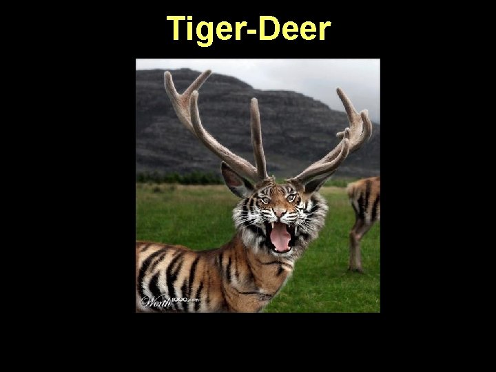 Tiger-Deer 