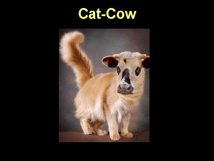 Cat-Cow 