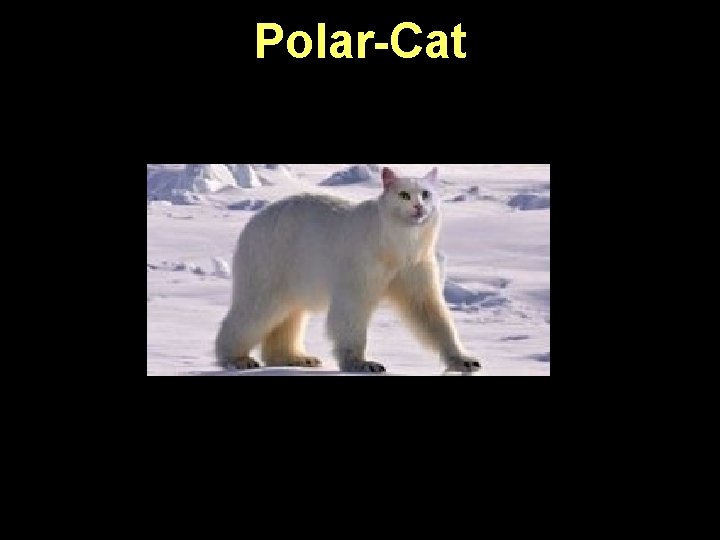 Polar-Cat 