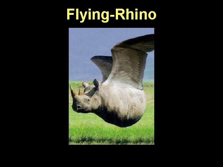 Flying-Rhino 
