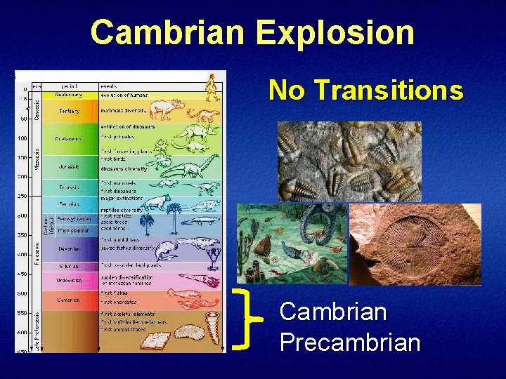 Cambrian Explosion No Transitions Cambrian Precambrian 