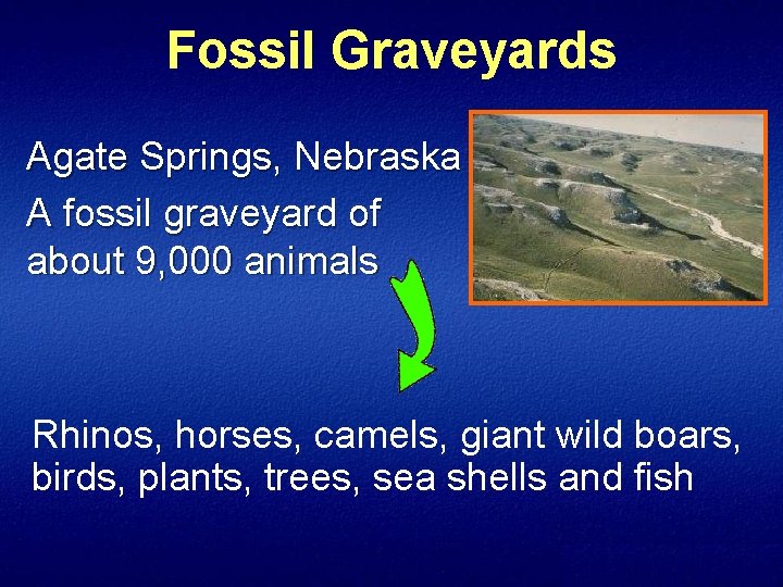 Fossil Graveyards Agate Springs, Nebraska A fossil graveyard of about 9, 000 animals Rhinos,