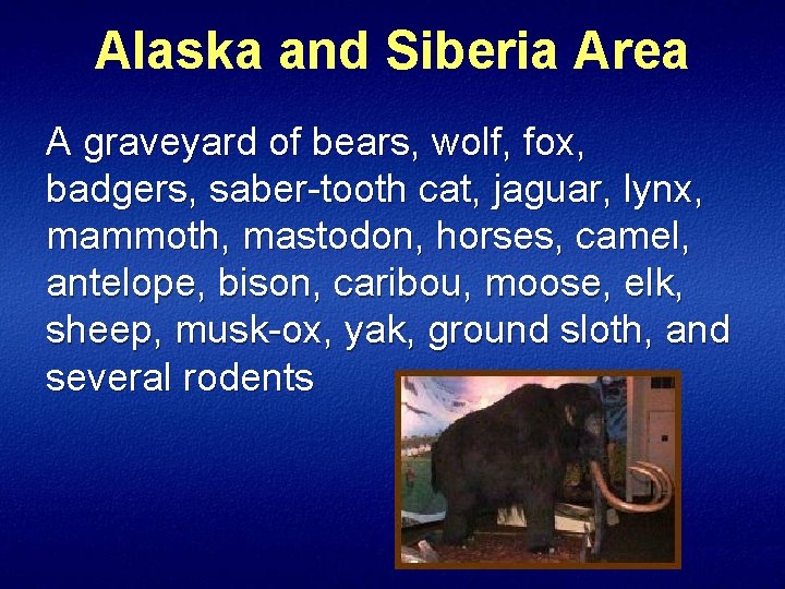Alaska and Siberia Area A graveyard of bears, wolf, fox, badgers, saber-tooth cat, jaguar,