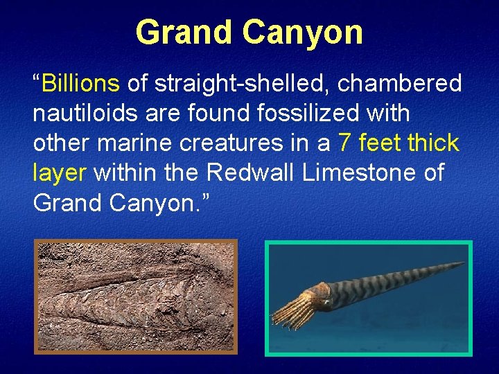 Grand Canyon “Billions of straight-shelled, chambered nautiloids are found fossilized with other marine creatures