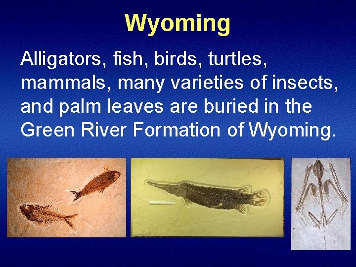 Wyoming Alligators, fish, birds, turtles, mammals, many varieties of insects, and palm leaves are