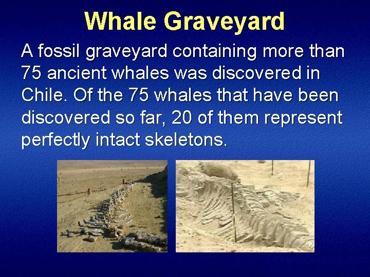 Whale Graveyard A fossil graveyard containing more than 75 ancient whales was discovered in