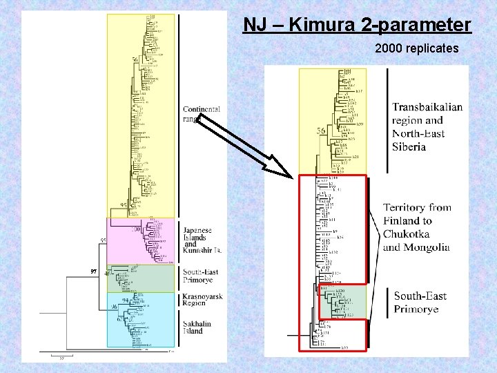 NJ – Kimura 2 -parameter 2000 replicates 97 