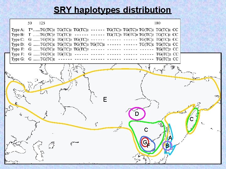SRY haplotypes distribution E D C C G F A B 