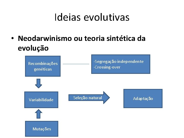 Ideias evolutivas • Neodarwinismo ou teoria sintética da evolução Recombinações genéticas Variabilidade Mutações -Segregação