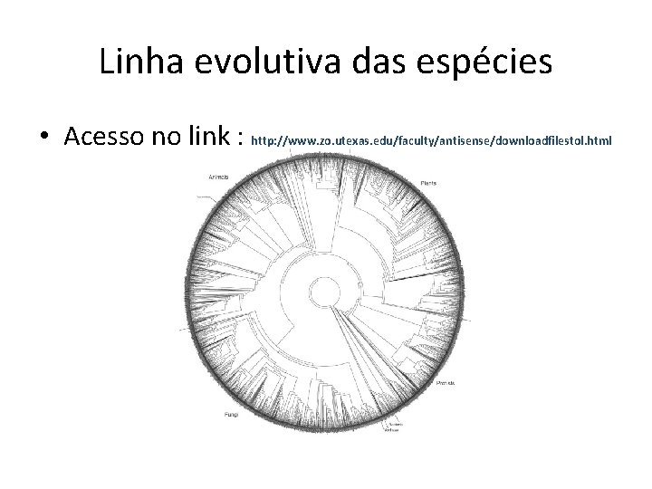 Linha evolutiva das espécies • Acesso no link : http: //www. zo. utexas. edu/faculty/antisense/downloadfilestol.