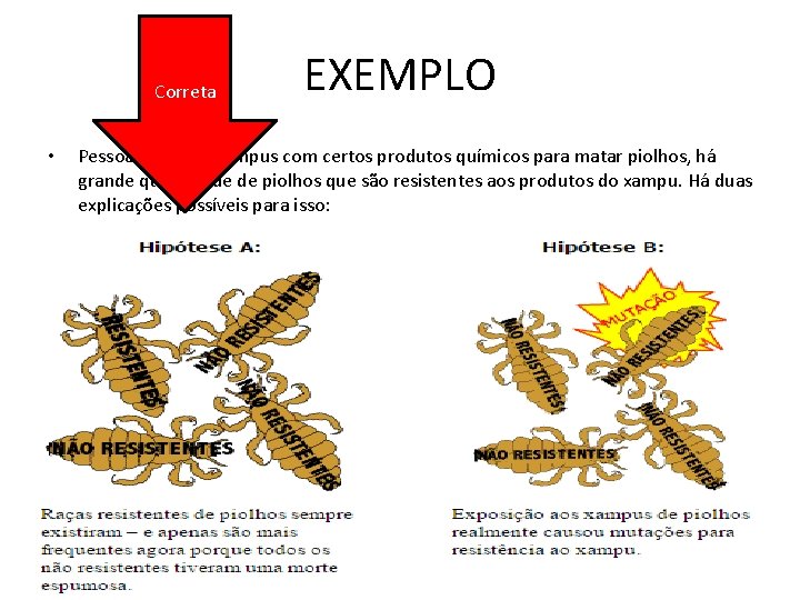 Correta • EXEMPLO Pessoas utilizam xampus com certos produtos químicos para matar piolhos, há