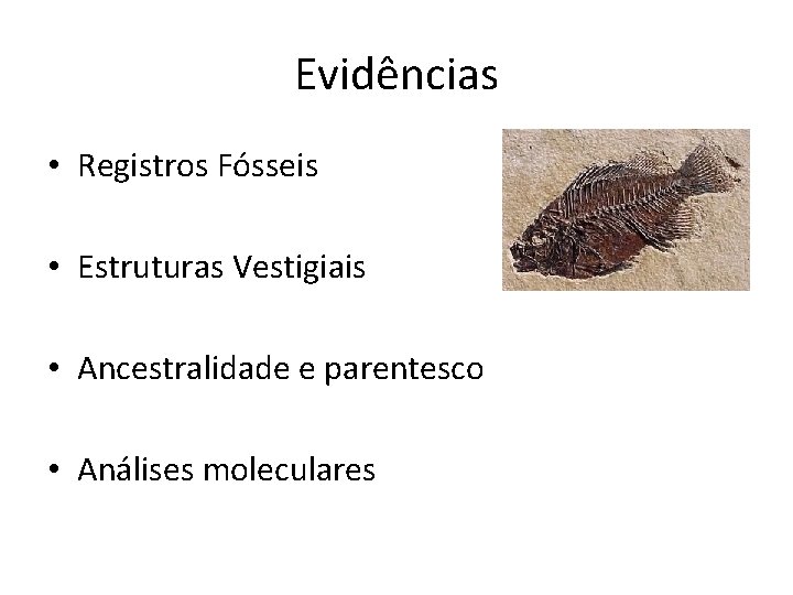 Evidências • Registros Fósseis • Estruturas Vestigiais • Ancestralidade e parentesco • Análises moleculares